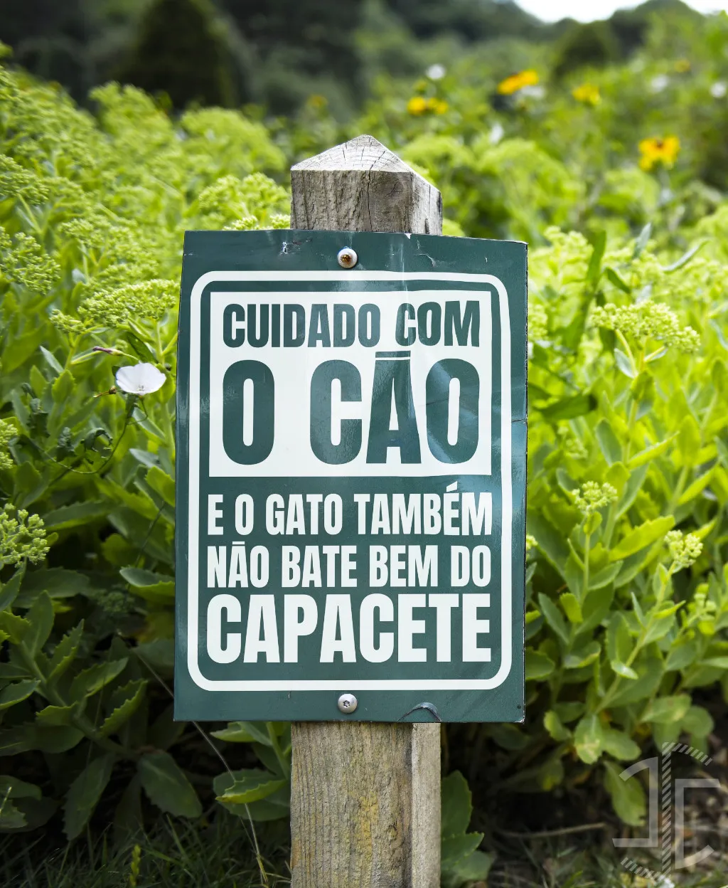 Cuidado com o cão - Tipografia - Imagem 2